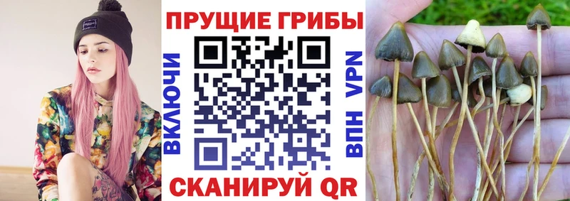 продажа наркотиков  Прокопьевск  Галлюциногенные грибы Psilocybe 